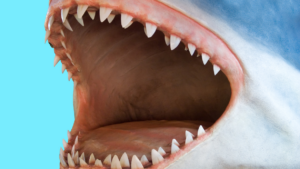 Megalodon - Szczęka