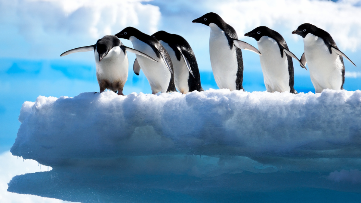 Pingwiny w naturalnym środowisku